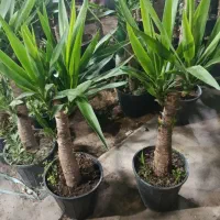 هدیه روز زن و مادر تحویل درب منزل|گل و گیاه طبیعی|بندرعباس, |دیوار