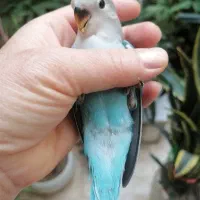 جوجه دستی طوطی برزیلی سرلاکی تا دونخور