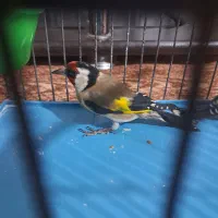 سهره نر پیام بدین بتون بگم|پرنده|همدان, |دیوار