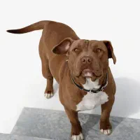 سگ پیتبول|سگ|اسفراین, |دیوار