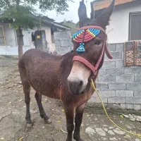 قاطر کاری جوان بسیار آرام و کاری باری