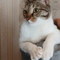 واگذاری لکسی گربه نر