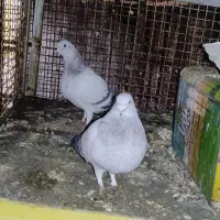 جفت شامی نر و ماده