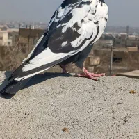 کفتر سینه سیاه کلاغ هفترنگ دم سفید