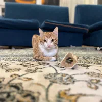 واگذاری گربه dsh