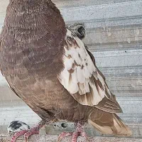 جوجه کفتر|پرنده|اصفهان, محله سفلی|دیوار