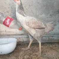 لاری|حیوانات مزرعه|کهنوج, |دیوار