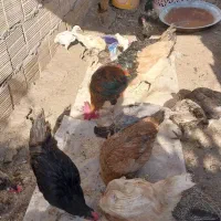 خروس محلی اصل اصل اصل|حیوانات مزرعه|سیرجان, |دیوار