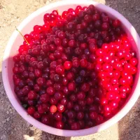 فروش باغ انگور و میوه|فروش دفتر صنعتی، کشاورزی، تجاری|ضیاء آباد, |دیوار