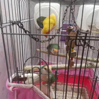 ۴عددطوطی برزیلی دستی