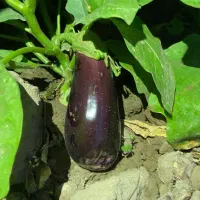 بادمجون جهرمی