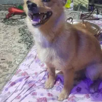 سگ اشپیتز پامر|سگ|کرمان, |دیوار