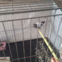 قناری|پرنده|پاکدشت, پاکدشت (مامازند)|دیوار