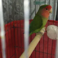 کوتوله ماده