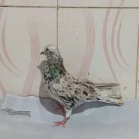 کفتر