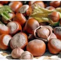 فندوق تازه