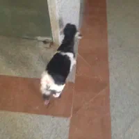 بزغاله شیری