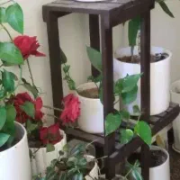 استند گل|گل و گیاه طبیعی|ایذه, |دیوار