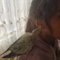 عروس هلندی فندق و پیکو رام و دستی|پرنده|اردبیل, |دیوار