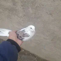 کبوتر|پرنده|گیان, |دیوار