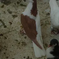 کبوتر خوشرنگ و طوقی|پرنده|فولادشهر, B2|دیوار