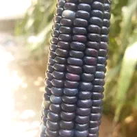 ذرت رنگی|گل و گیاه طبیعی|بروجن, |دیوار