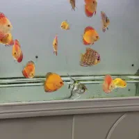 آکواریوم دلسا همراه با ماهی و تمام وسایل|ماهی|مبارکه, |دیوار