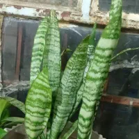 گل های طبیعی زییا|گل و گیاه طبیعی|یاسوج, |دیوار