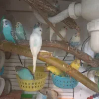 کفتر مرغ عشق فنج گلبسر  قفس عروس هلندی|پرنده|چهارباغ, |دیوار