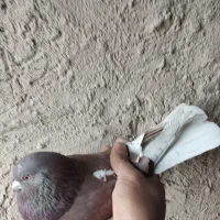 کفتر|پرنده|خمین, |دیوار