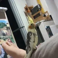 ۲عدد عروس هلندی ۴ ماه