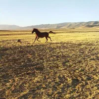 اسب ( مادیان)|اسب و تجهیزات اسبسواری|گیلان غرب, |دیوار