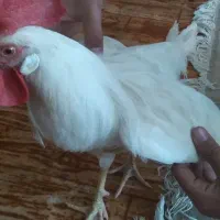 خروس