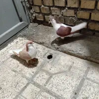 دو جفت کفتر رنگه