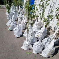 پیش فروش نهال پسته پیوندی پایه کله قوچی|خدمات باغبانی و درختکاری|بندر گز, |دیوار