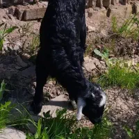 فروش بز|حیوانات مزرعه|اهواز, کوی بشارت|دیوار