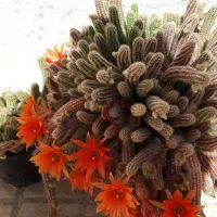 انواع کاکتوس