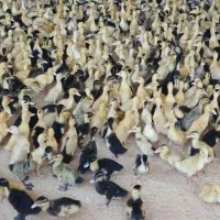 اردک ۱۵روز قیمت مناسب برای مصرف کننده|حیوانات مزرعه|هادی شهر, |دیوار