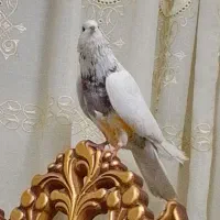 کبوتر گرفتنی 2مهر و