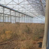 فروش-گلخانه-13000-متر-زمین-4000-متر-سالن