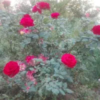 باغچه-با-بر-30-متری