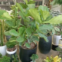 گل آپارتمانی گل خانگی وبیرونی خاک گلدان و باغچه|خدمات باغبانی و درختکاری|مشهد, دوست آباد|دیوار