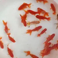 انواع ماهی قرمز ارسال  به سرتاسر کشور|ماهی|رودبنه, |دیوار