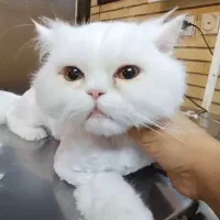 گربه اسکاتیش پرشین|گربه|کرمان, |دیوار