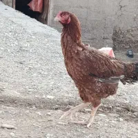 مرغ لاری|حیوانات مزرعه|زنجانرود, |دیوار