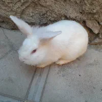 خرگوش لوپ|موش و خرگوش|مریوان, |دیوار