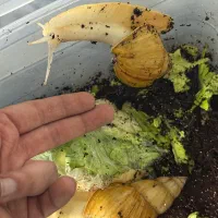 حلزون آچاتینا آلبینو