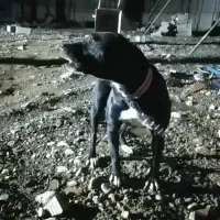 سگ پیتبول اصیل