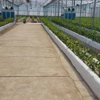فروش-گلخانه-هیدروپونیک-بعلت-تغییرمکان-وقع-در-سلماس