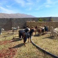 بزداشتی جوان وکهره نروماده برای قصابی|حیوانات مزرعه|ارژن, |دیوار